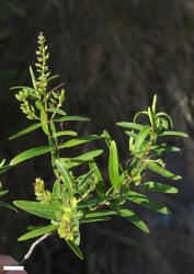 Veronica strictissima. Sprig. Scale = 10 mm.
 Image: P.J. Garnock-Jones © P.J. Garnock-Jones CC-BY-NC 3.0 NZ